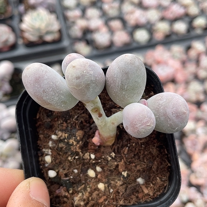 一我一拍满18包邮