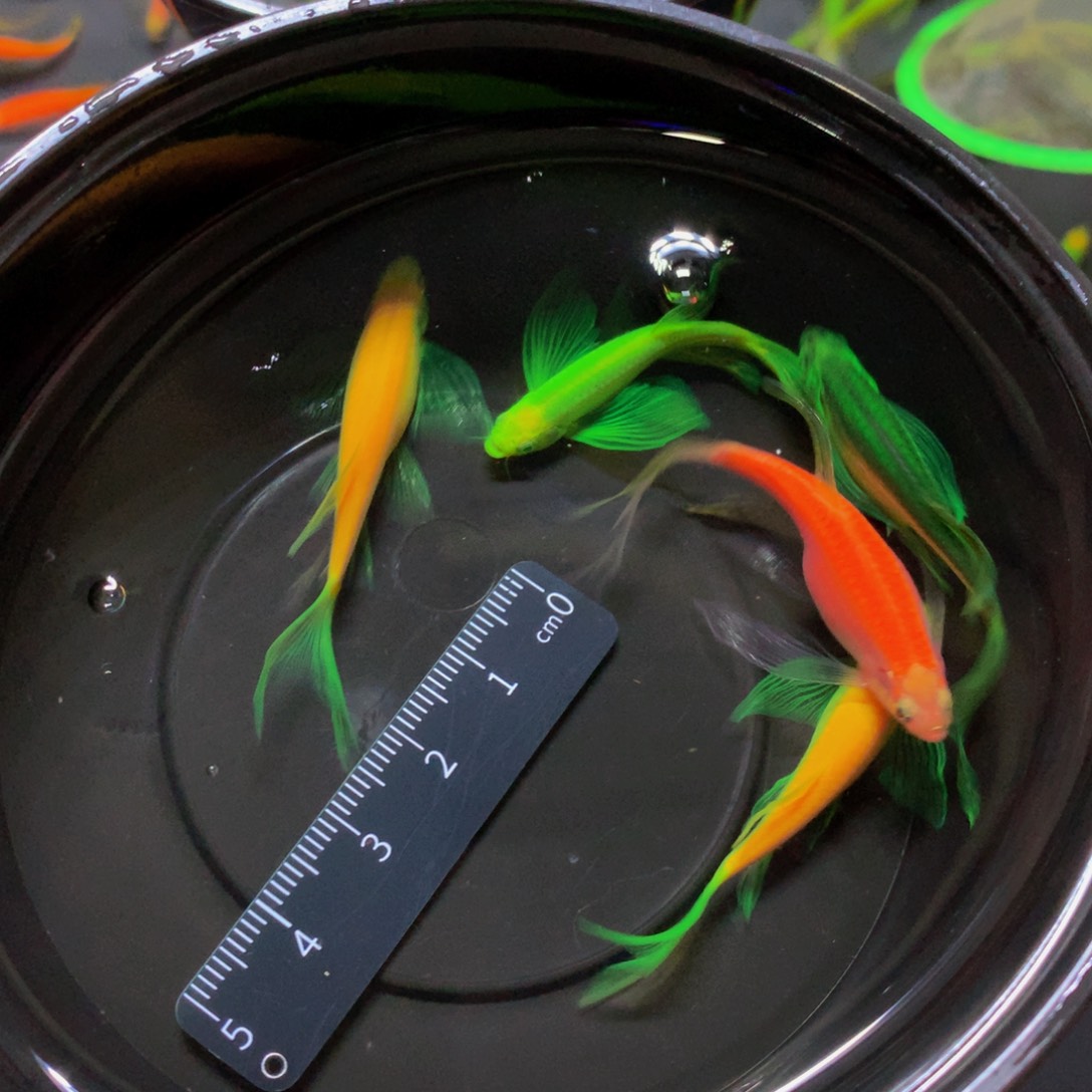 斑马鱼大号蝶翼斑马混搭5条（4-5厘米）