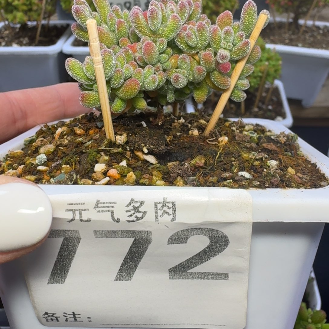 今***草枝干枝干枝干枝干