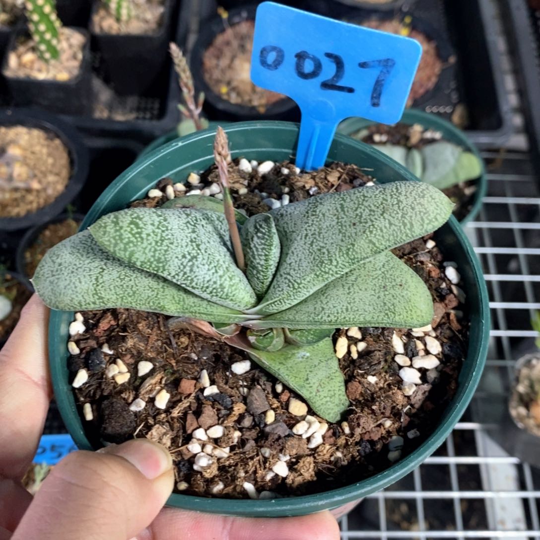 白肌厚叶卧牛多肉植物