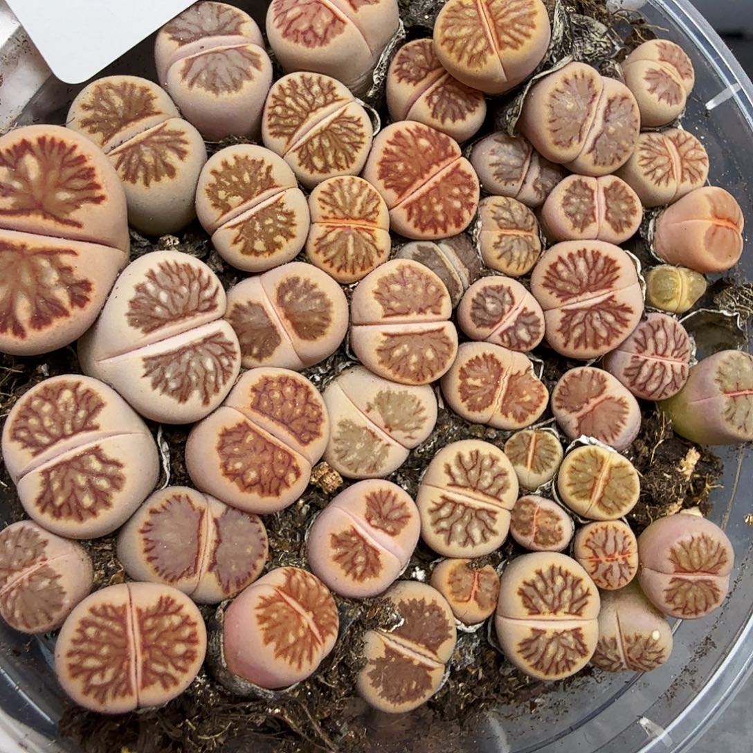 不能给她任何压力都286好