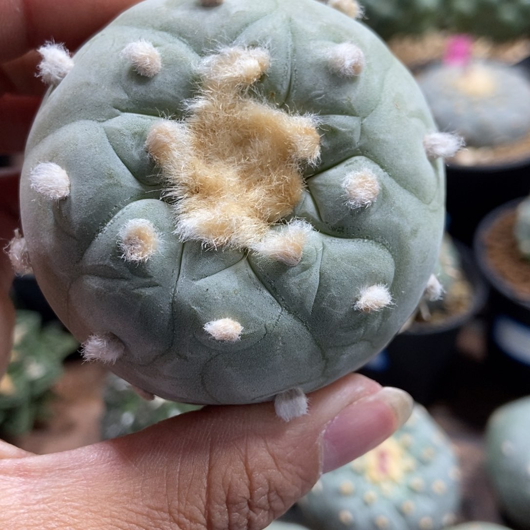 白几海鲜，6.2厘米，实生