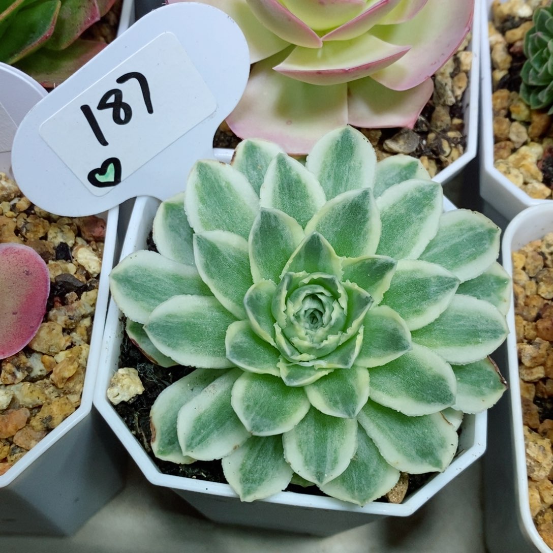 秋夕锦。      187。