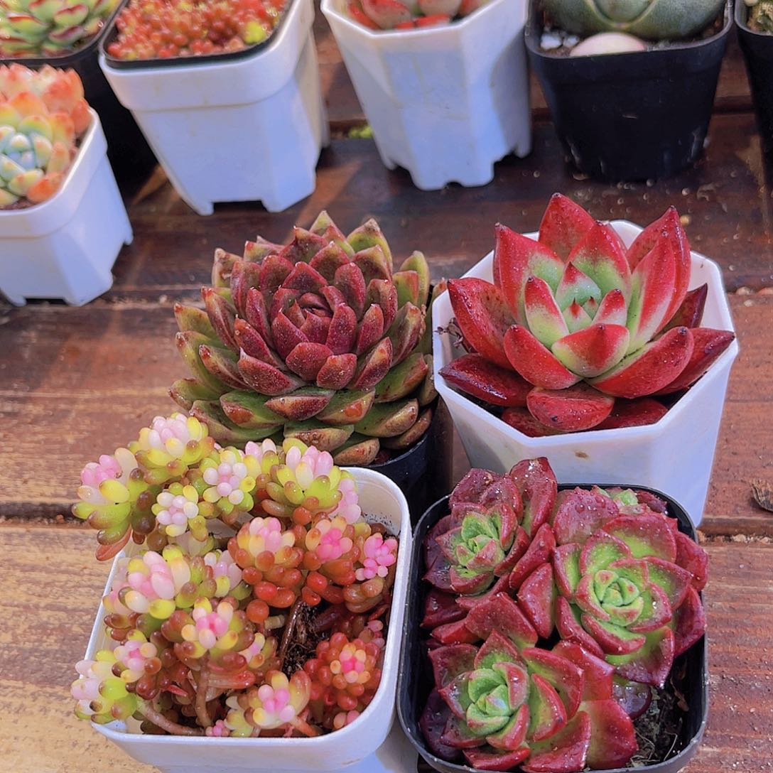 如图4盆111111111111