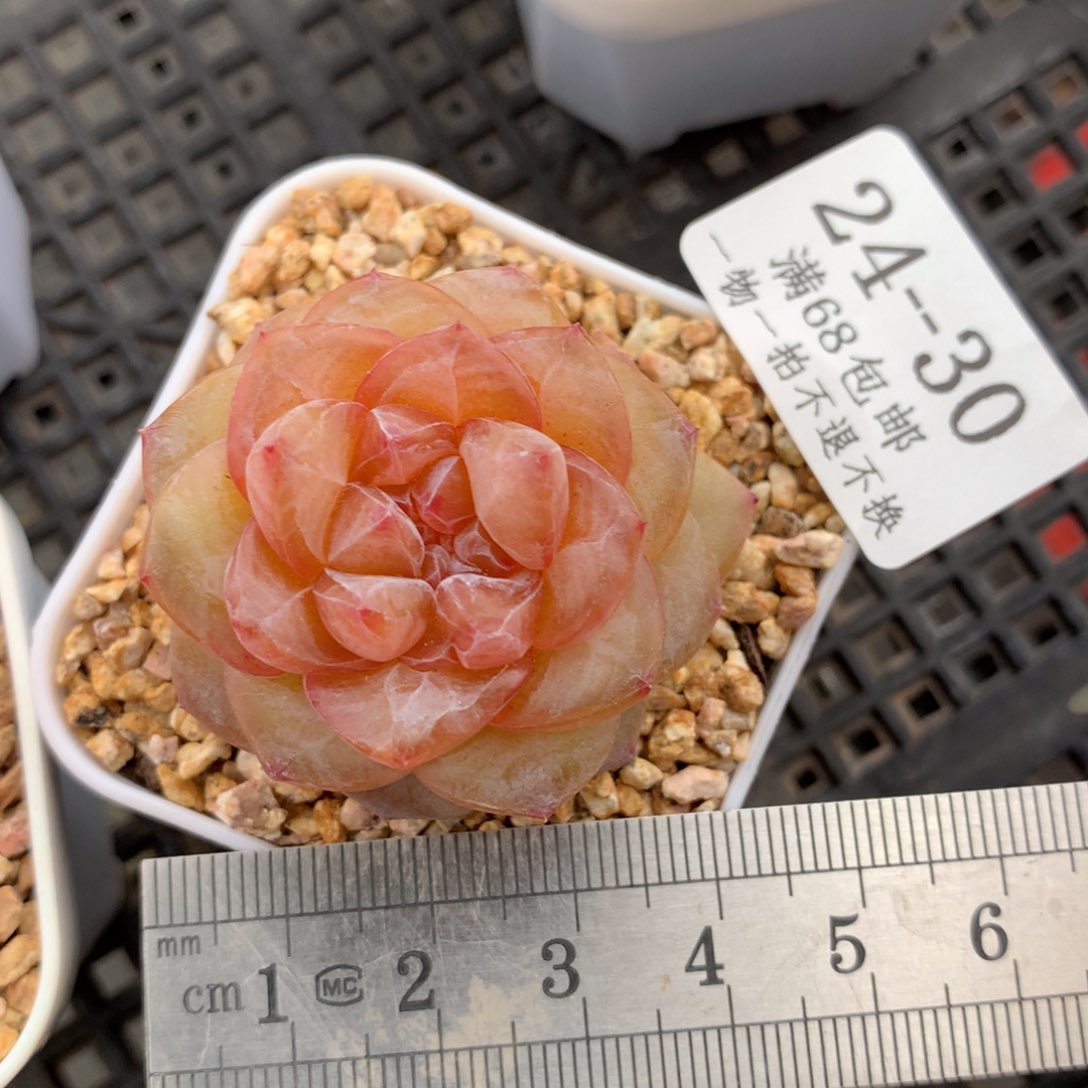 30。珊瑚珍妮糖心。