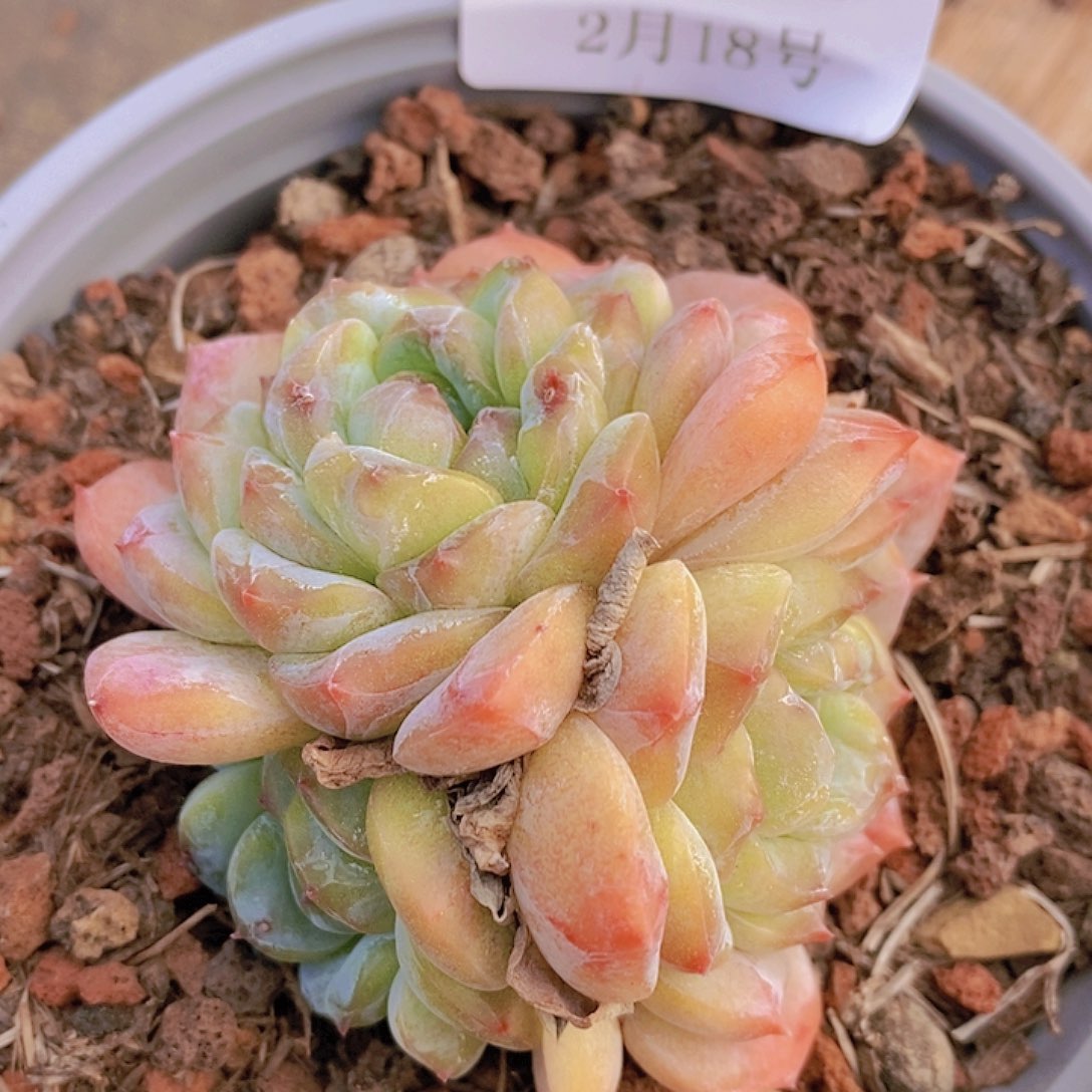 【闪购商品】云995