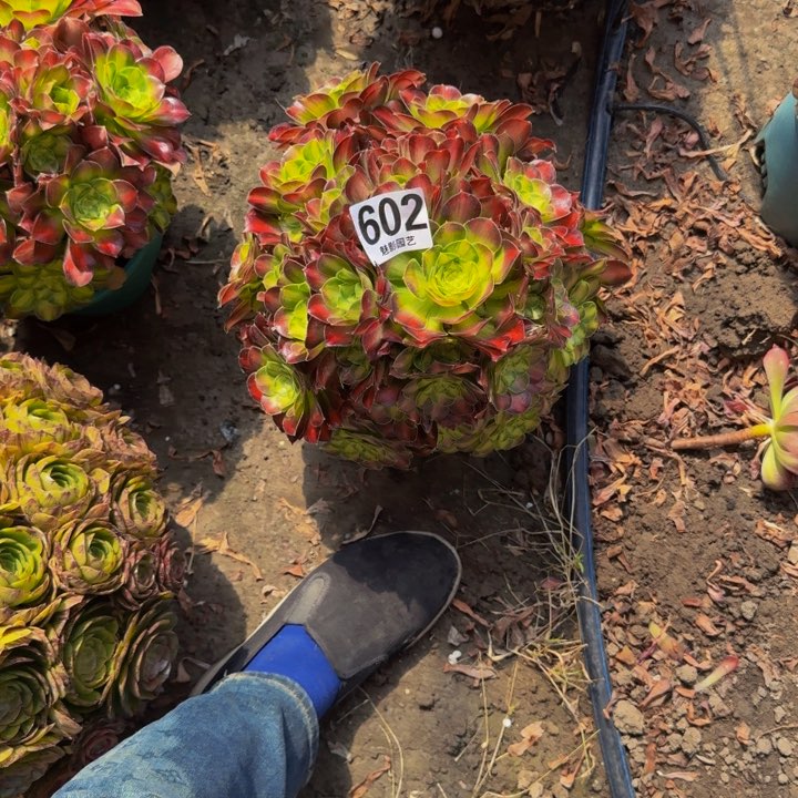 少华花29-55包邮花花