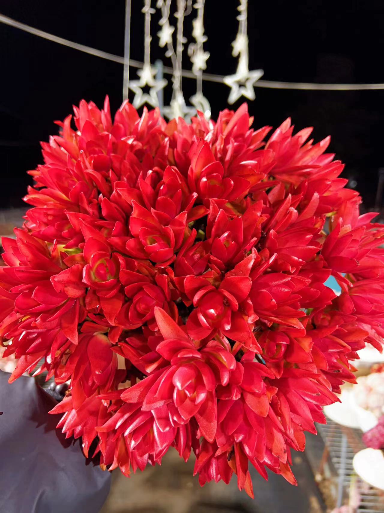 X火炬 多肉植物耐旱喜阳 好养庭院阳台盆栽 喜阳耐旱