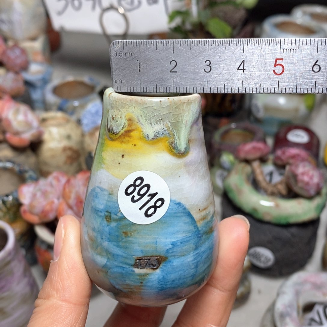 花盆拍5送一个小礼物