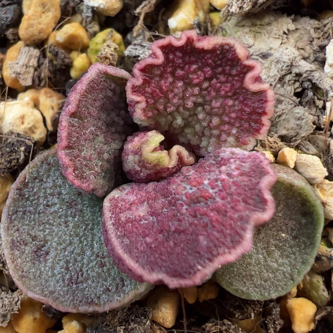 实生新品多肉植物水泡55号