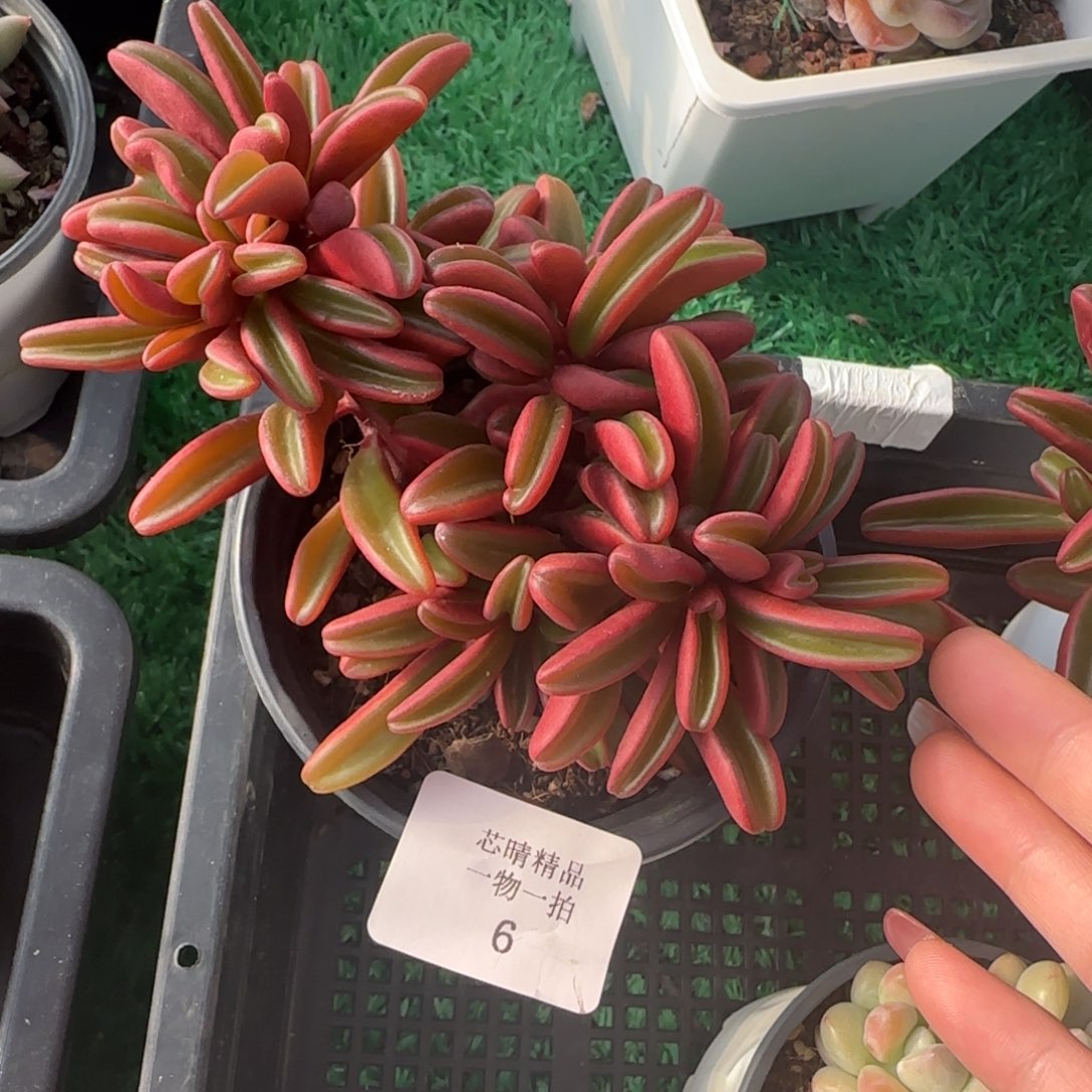闪购精品多肉6号