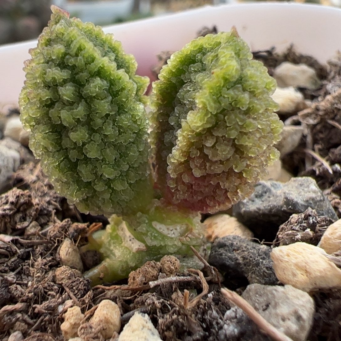 实生新品多肉植物水泡多肉植物