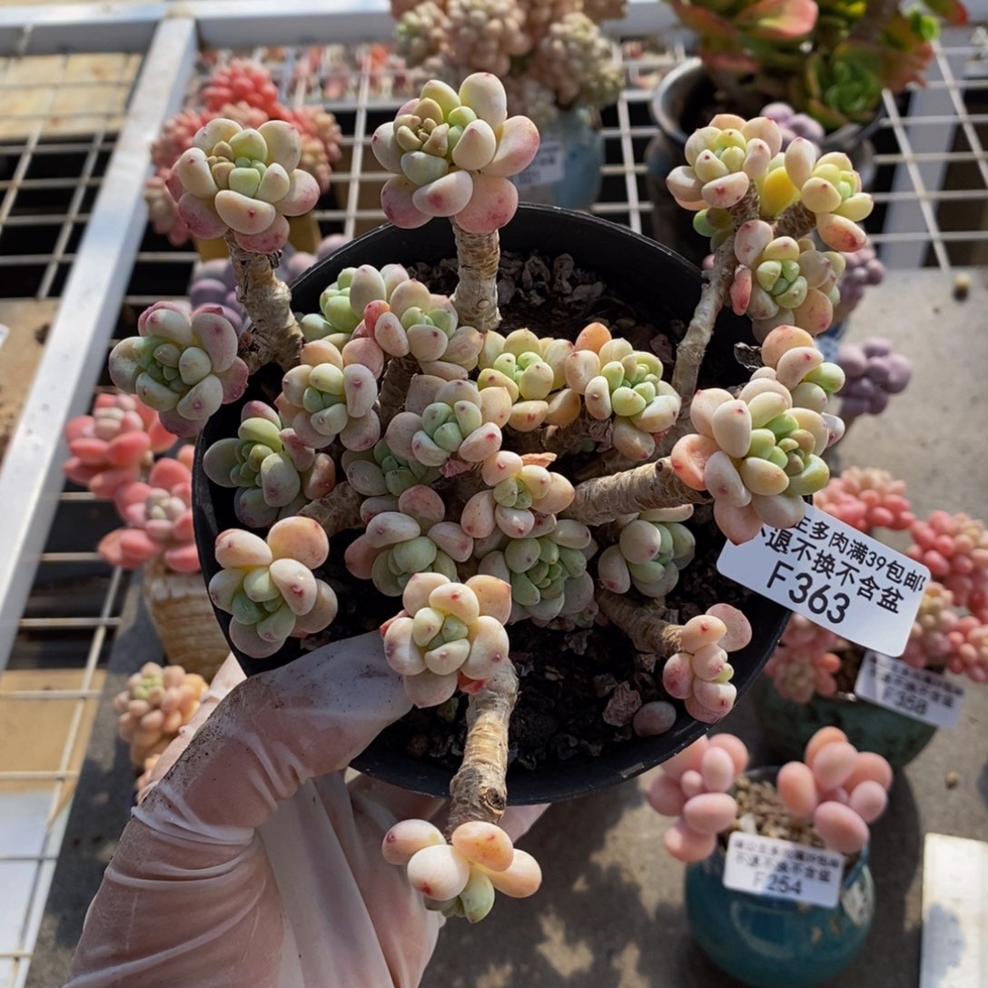 腰子罗琦363/10c m