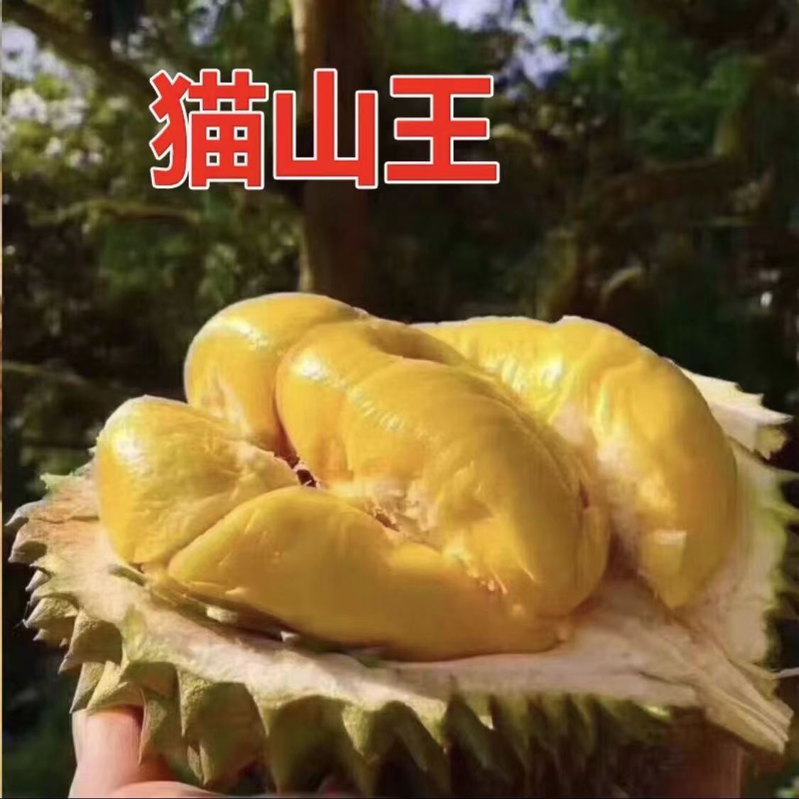 耐寒抗冻南北方种植盆栽地栽  庭院种植