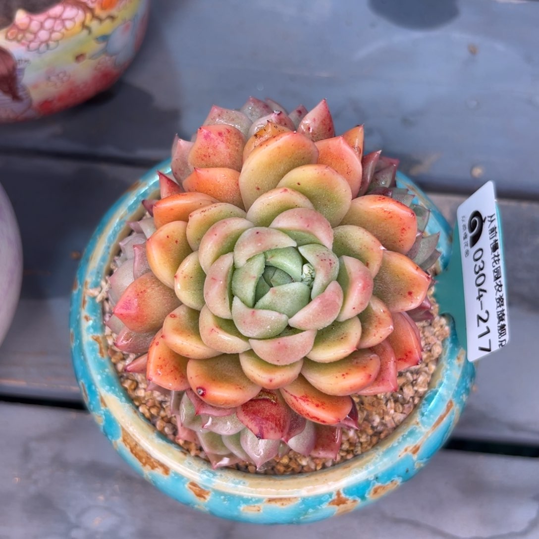 多肉一物一拍0304-217