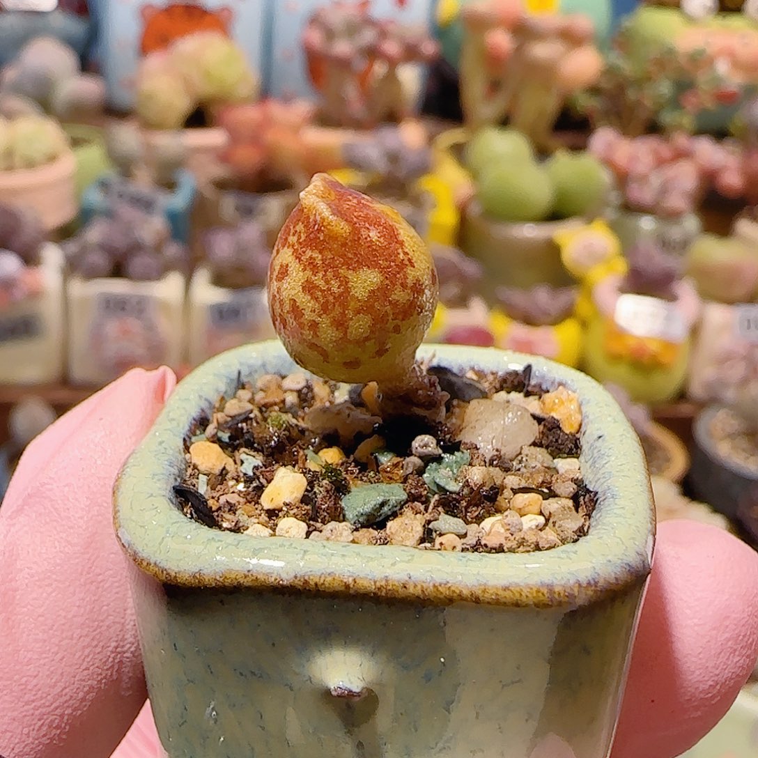 T可爱黄金海豹盆口2.5cm