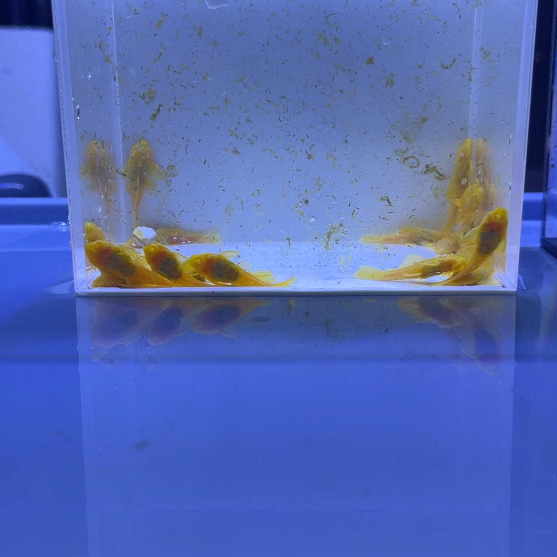 孔雀鱼胡子二十条开箱视频报损