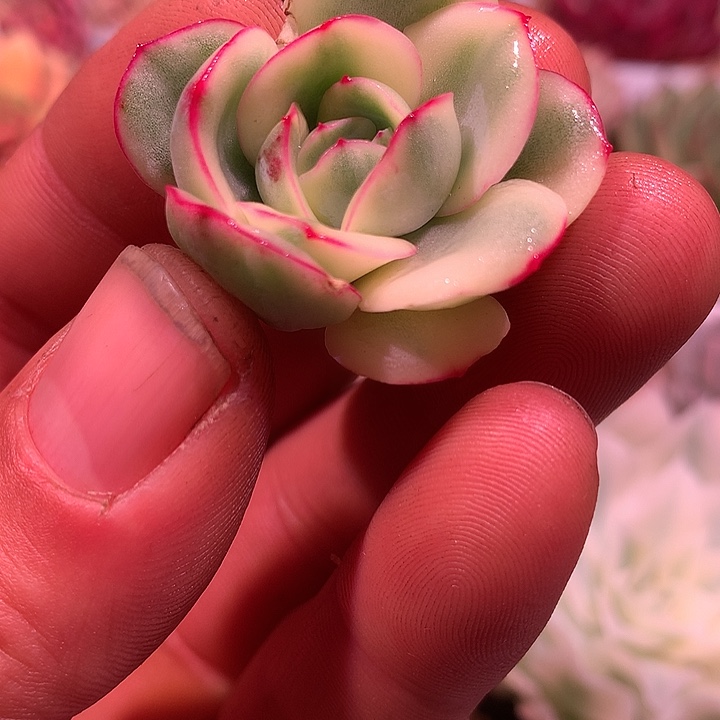 晨露锦，复轮锦锦锦