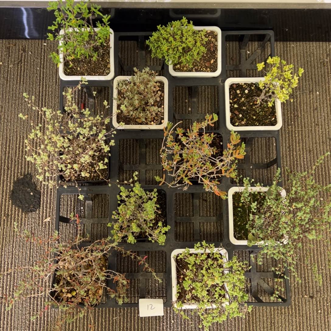 12号老桩枝干福利