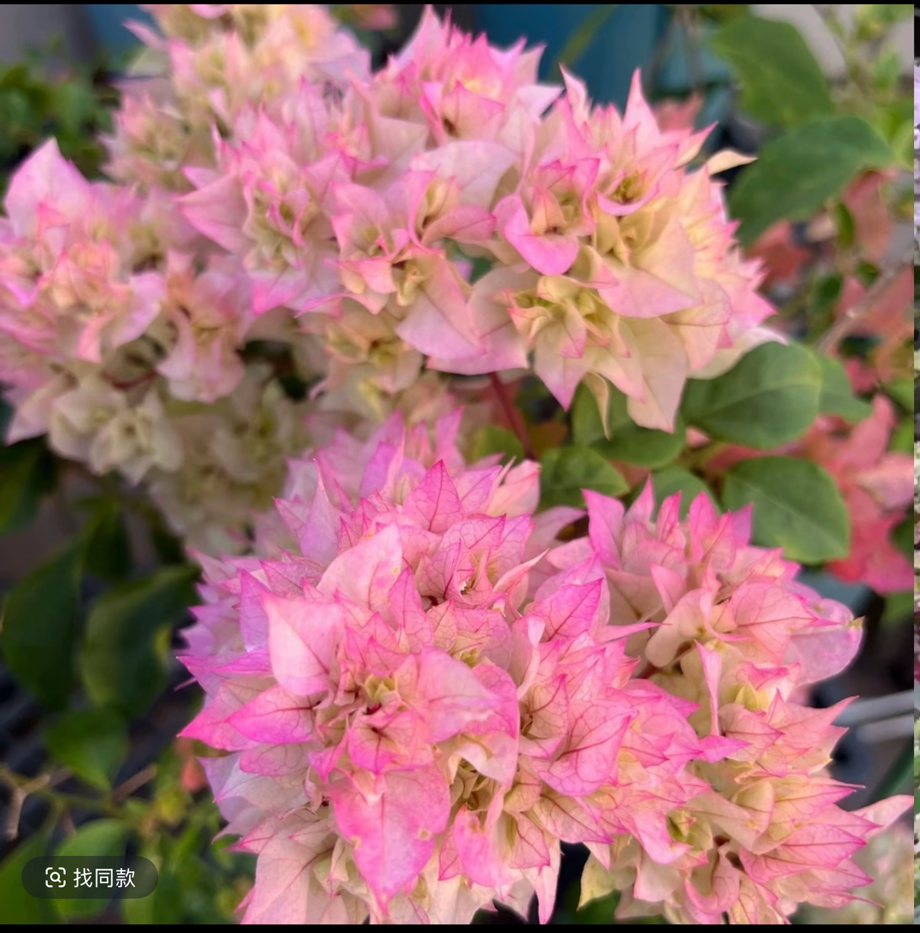  重瓣怡景三角梅花苗（修剪发货 运输掉花掉叶介意慎拍） 