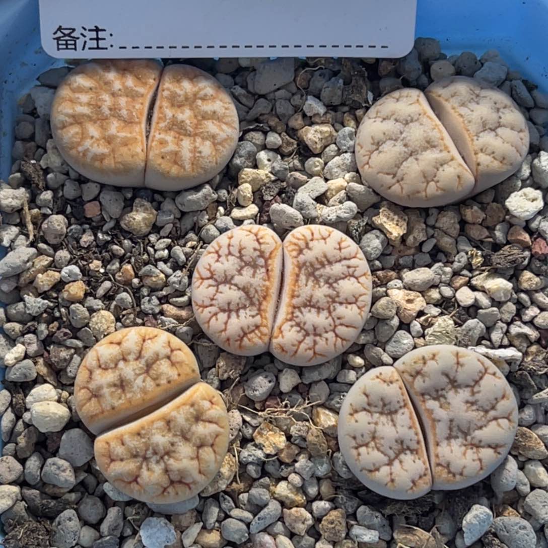 1972向日葵5颗尺寸2.0