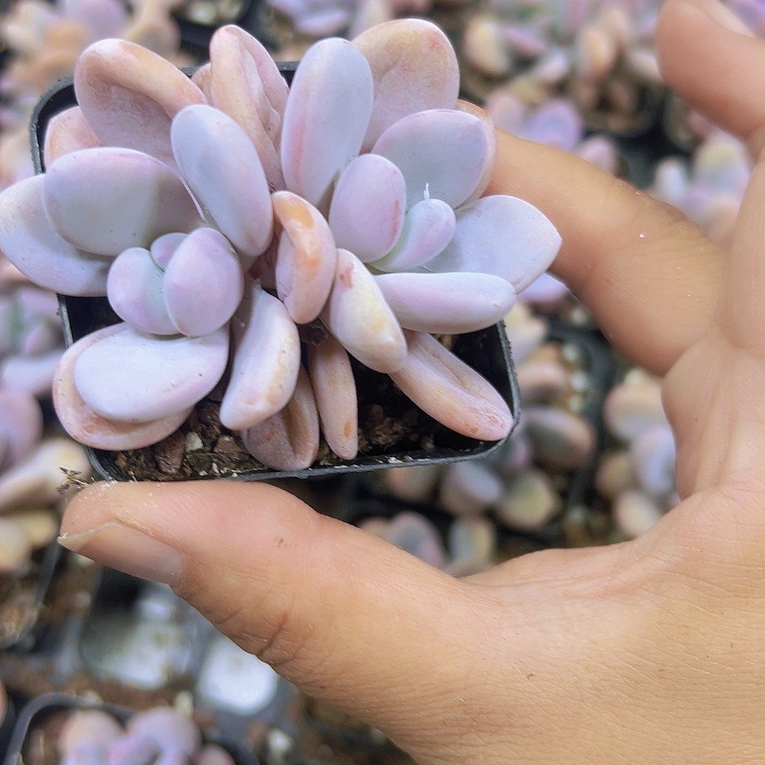 双头粉兔带盆带土