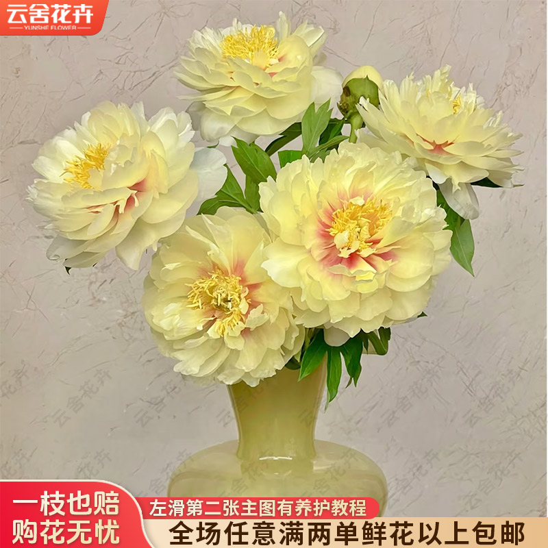 【云舍花卉】【芭茨拉】芍药【花期短介意勿拍】满两单及以上鲜花包邮