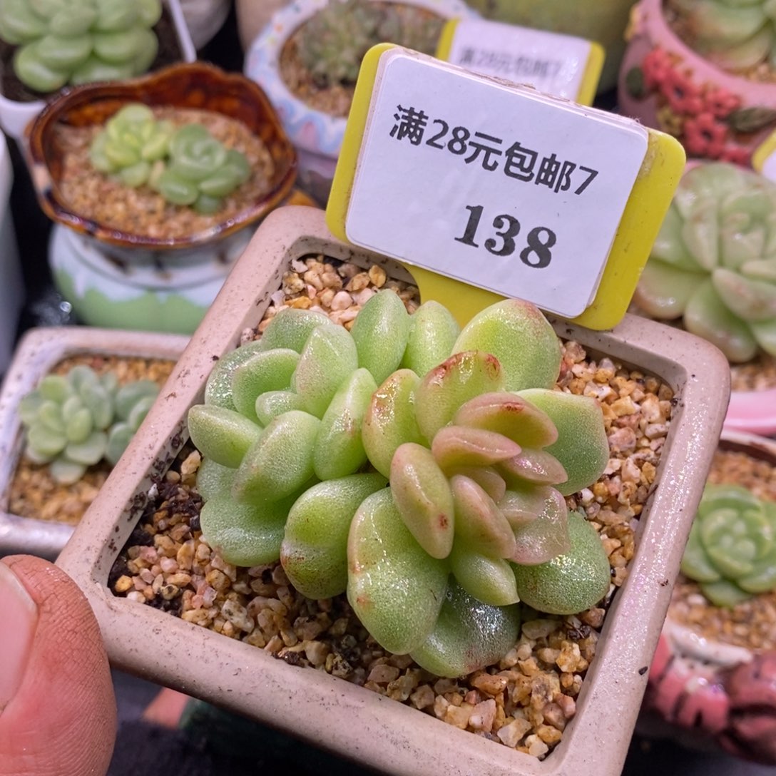 7138冰玉石化朵带锦