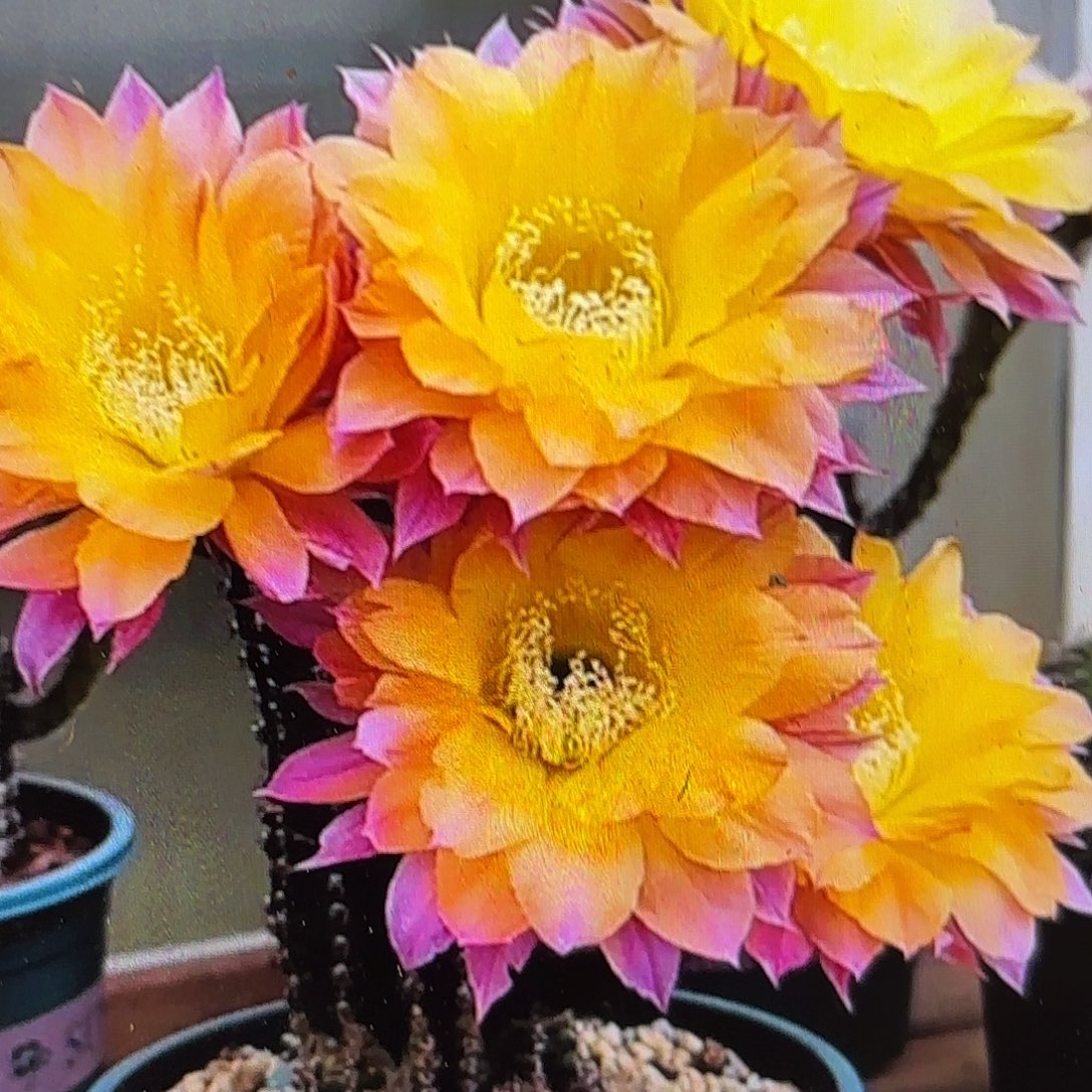 激流彩20包邮仙人球25