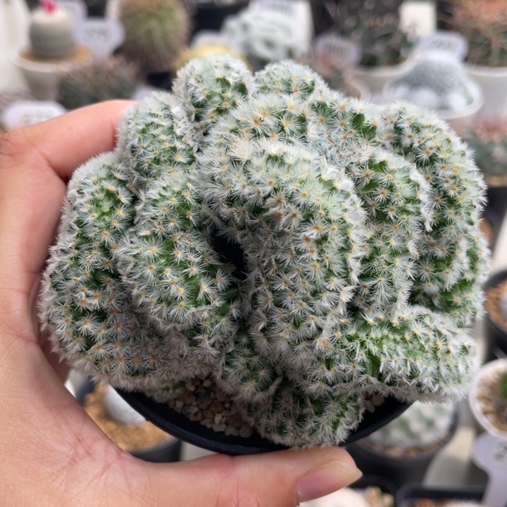 嘉文丸缀化        自根