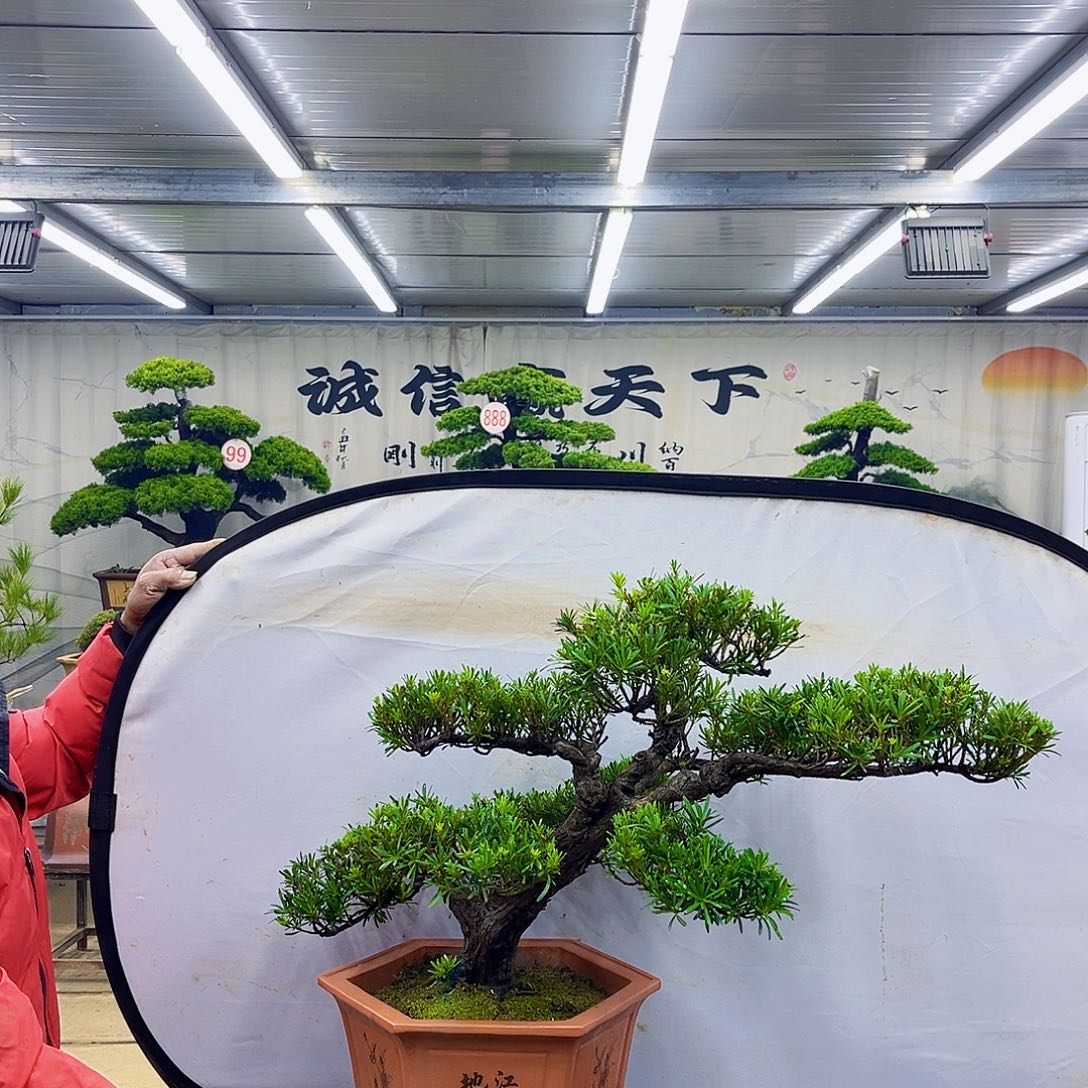 无花朵松柏盆景直播大放漏中