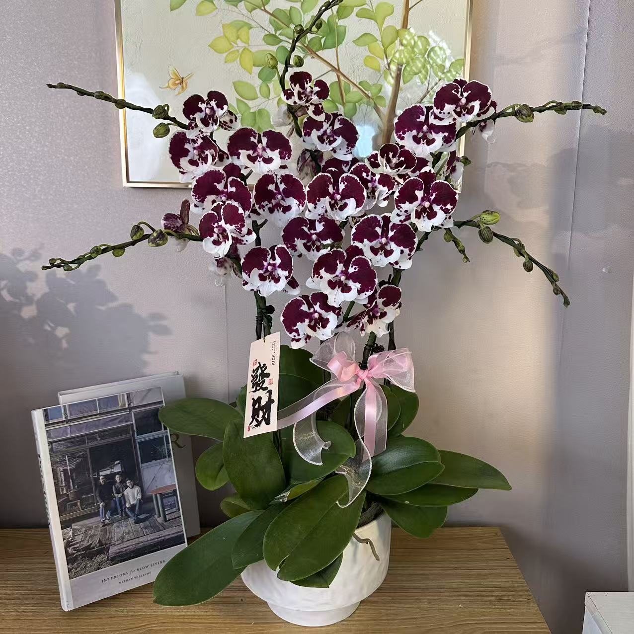 简香（一千零一夜）稀有高货蝴蝶兰 精美艺术组盆鲜花送人送礼鲜花