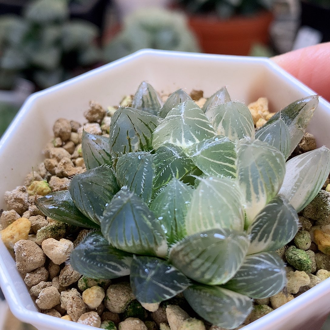 白赤线玉露锦带盆土打破tl