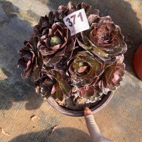 371魅金玫瑰朵朵多肉