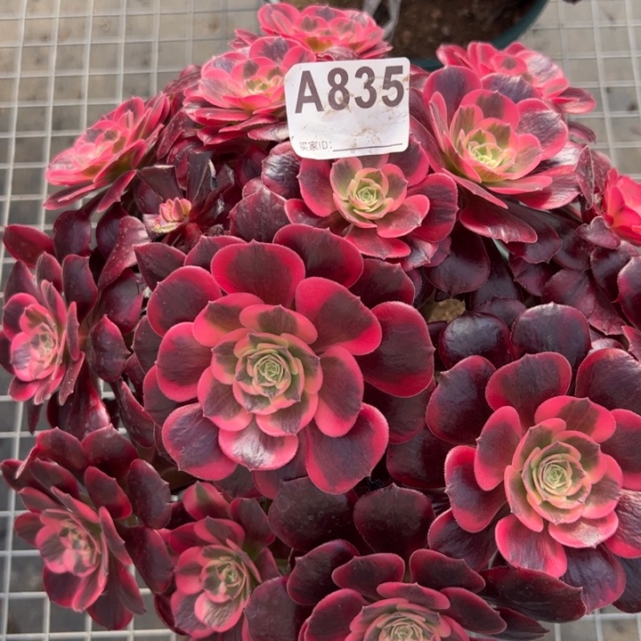 ?*光835凤冠30厘米左右