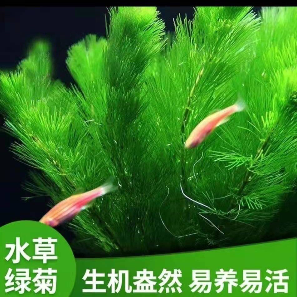 绿菊增氧植物懒人水草真草后景鱼缸造景淡水阴性蜈蚣新手净化水质
