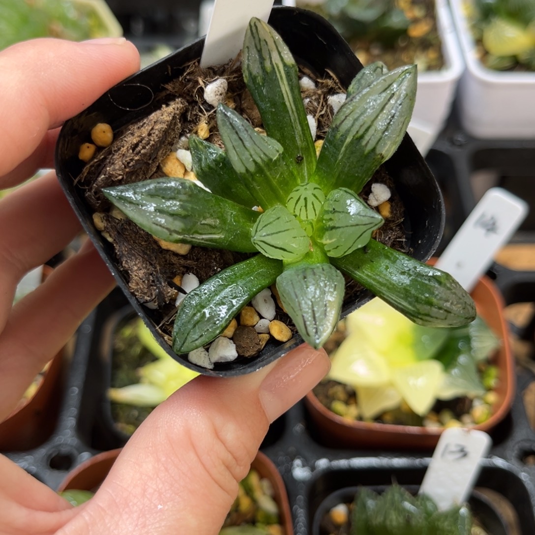 19西瓜寿锦一物一拍