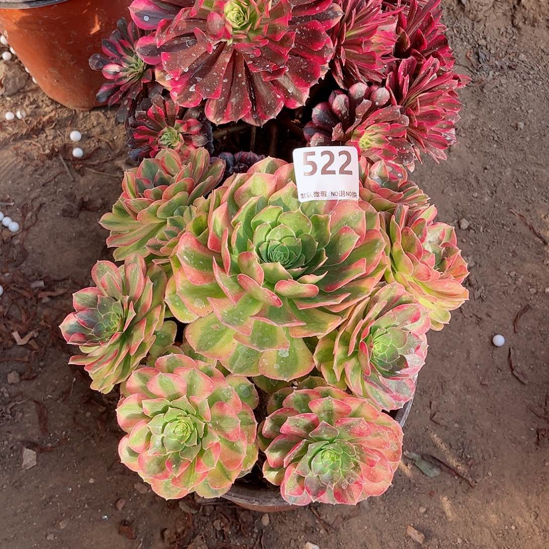 无花朵多肉植物523