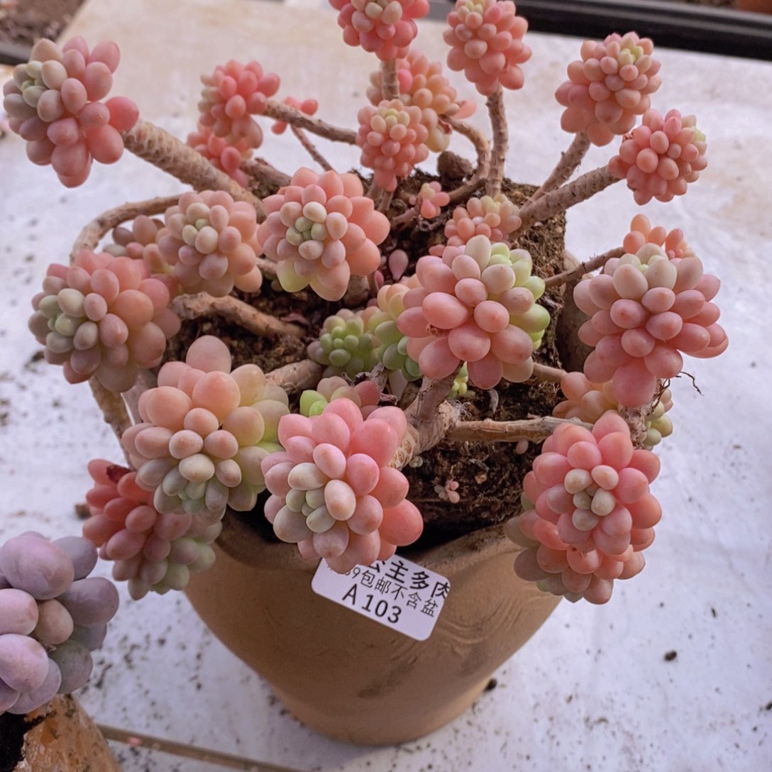 鱼子酱老桩有砍17cm103多肉植物