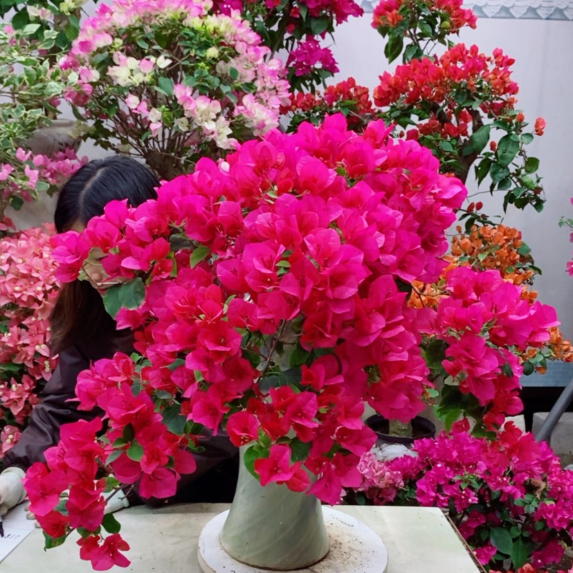 【闪购商品】完全开放