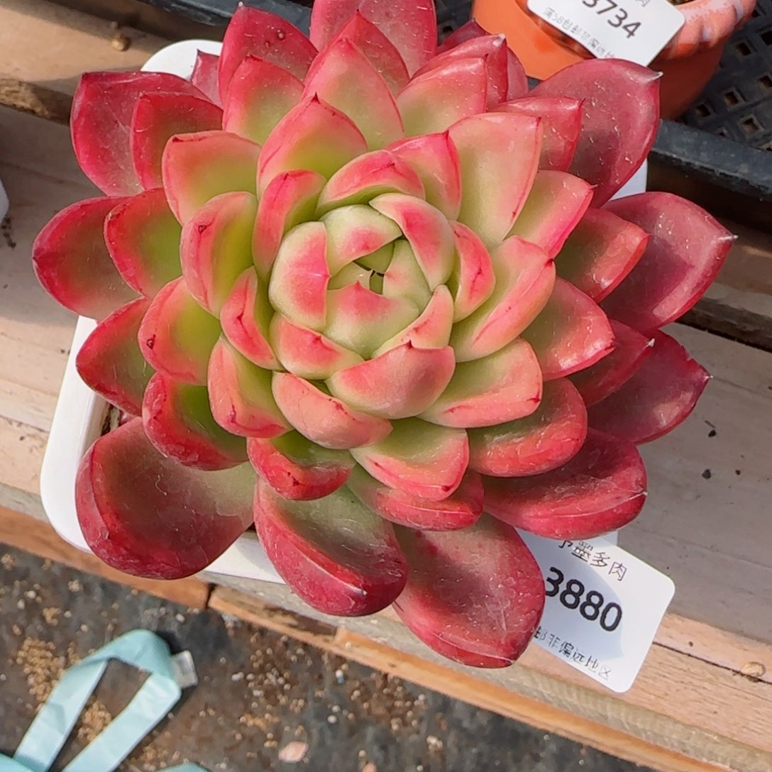 水晶珍妮锦，3880多肉植物