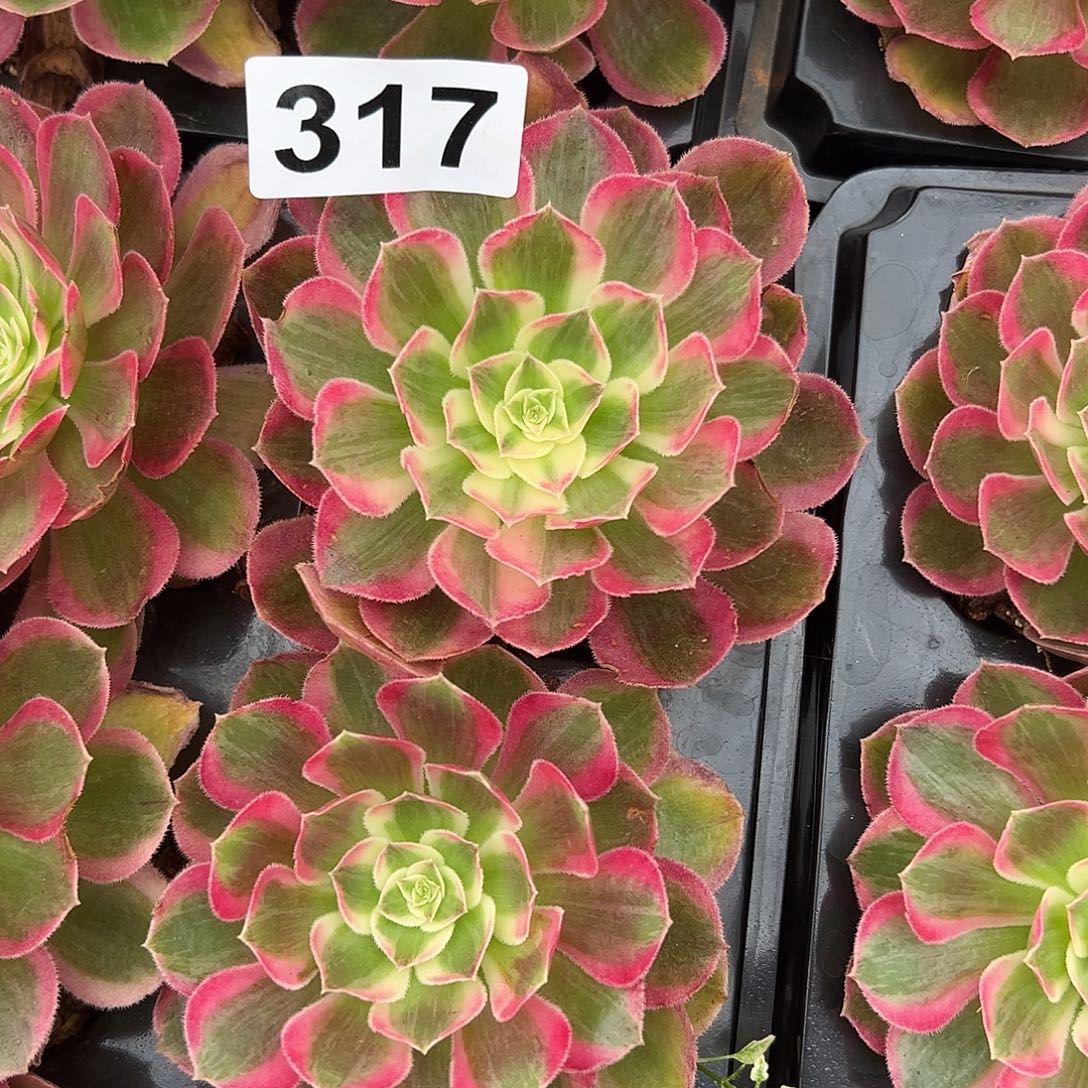 雯***宝精品多肉植物317孔雀翎