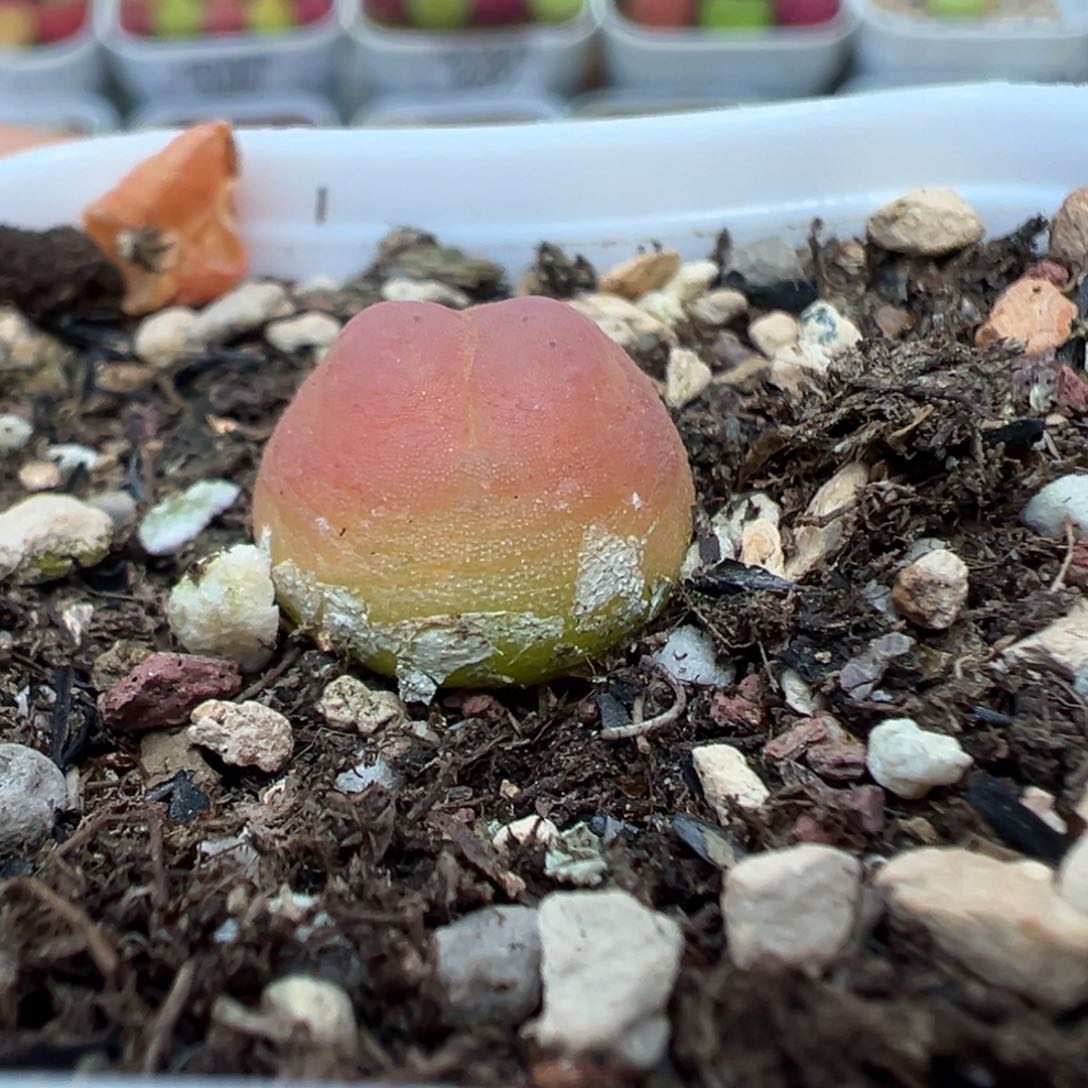 336拉登带盆土发货