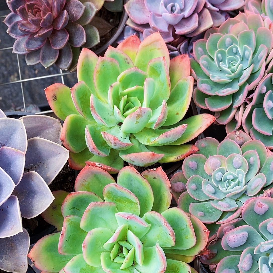 绮罗仙子大单头莲花座2盆120杯