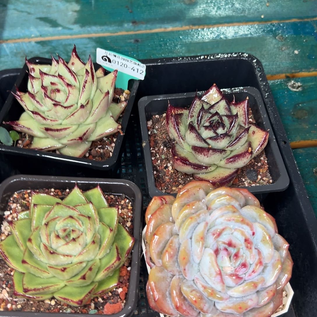 多肉一物一拍0120-412