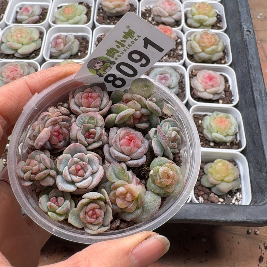 多肉植物多肉植物