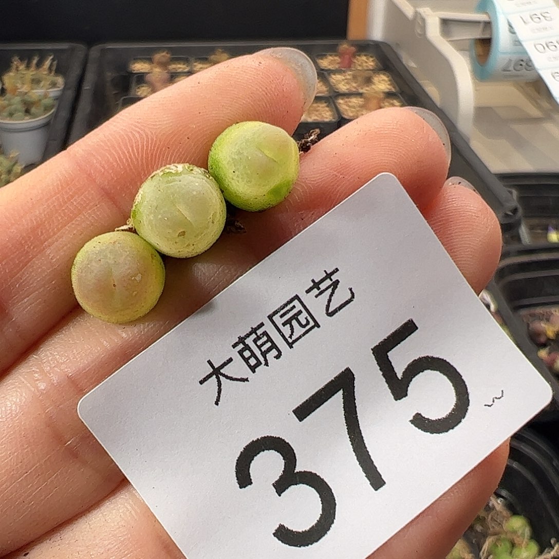 一物一拍           微瑕375