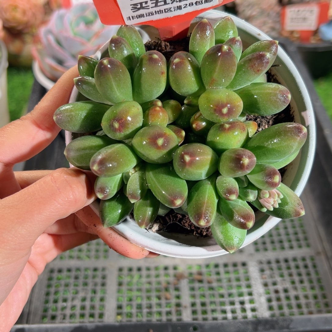 表妹精品多肉1190.