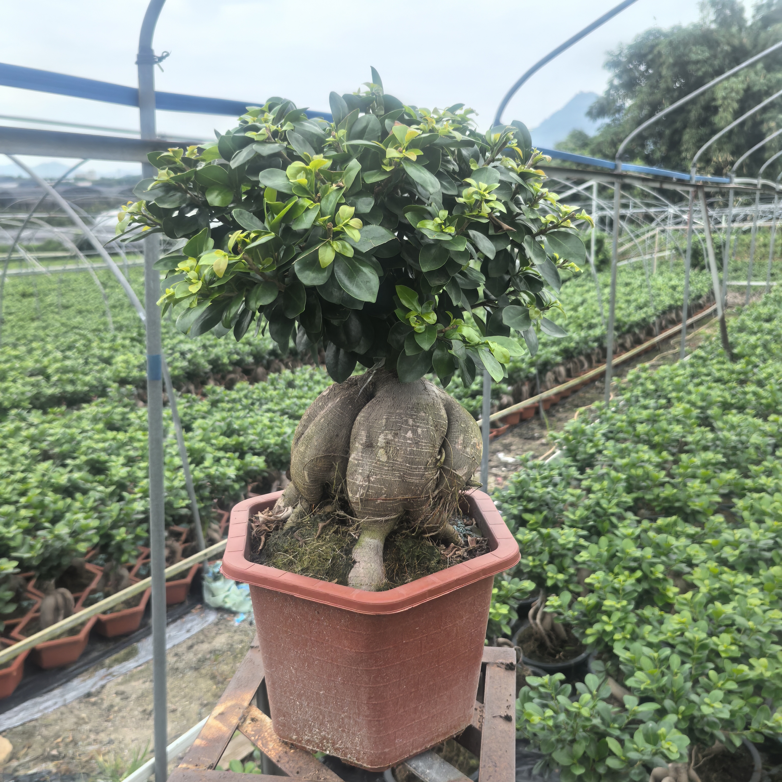人参榕绿植盆栽榕树特特大号33宽66高每颗大小都有一些差别不带盆