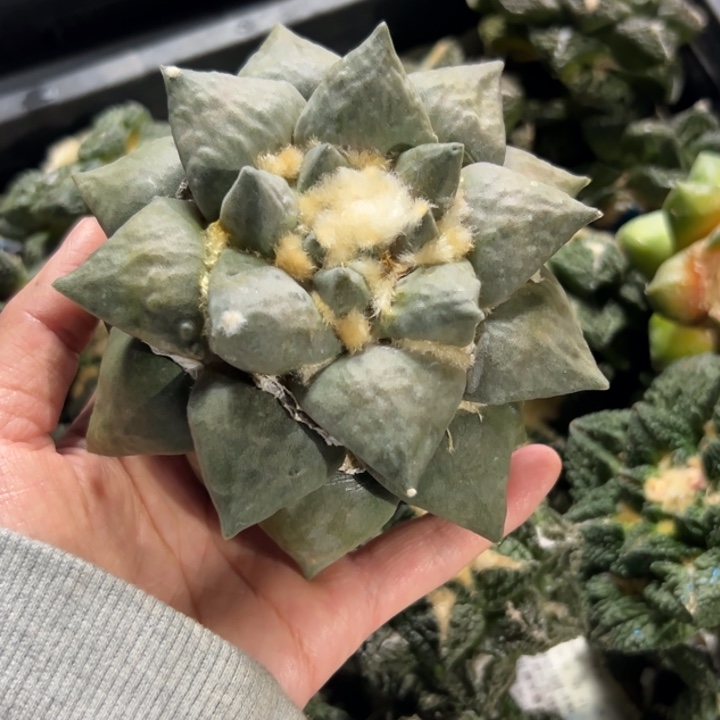 嘟*嘟137 仙人球的故事是